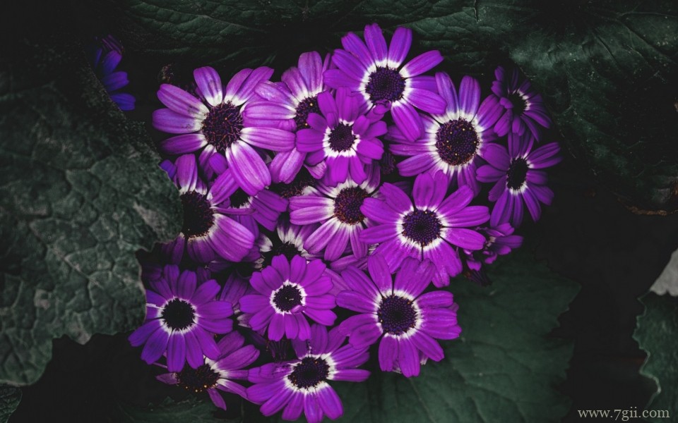 紫色淡雅花卉摄影写真