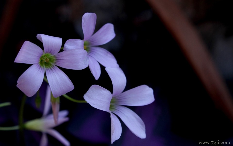 紫色淡雅花卉摄影写真