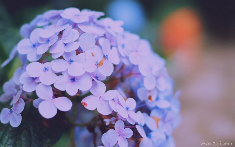 紫色淡雅花卉摄影写真