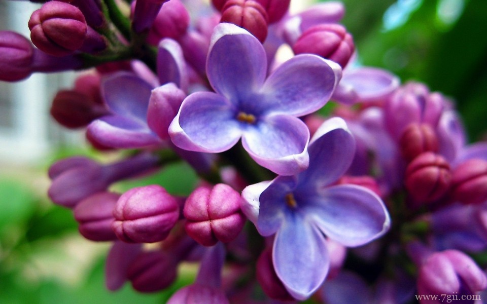 紫色淡雅花卉摄影写真