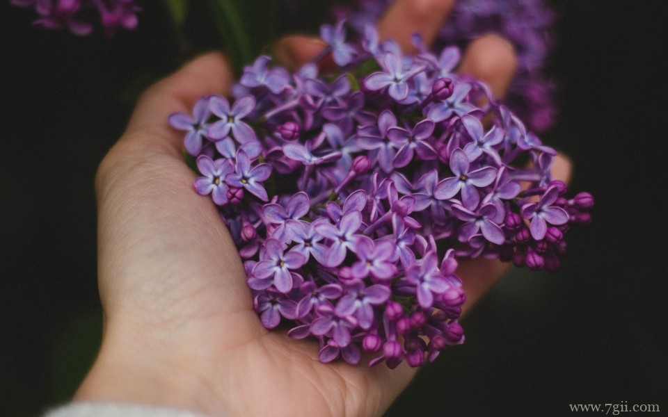 紫色淡雅花卉摄影写真