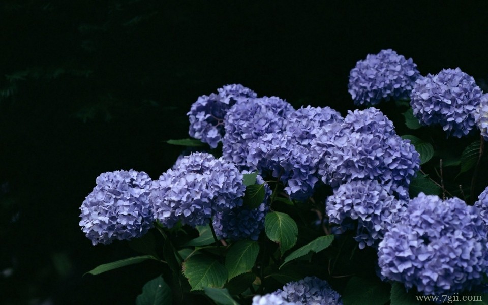 紫色淡雅花卉摄影写真