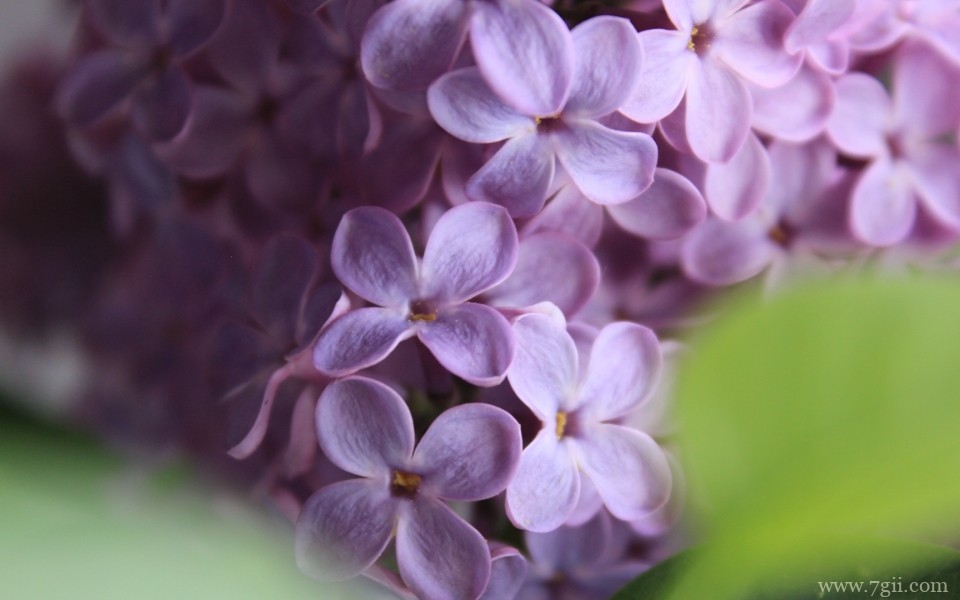 紫色淡雅花卉摄影写真