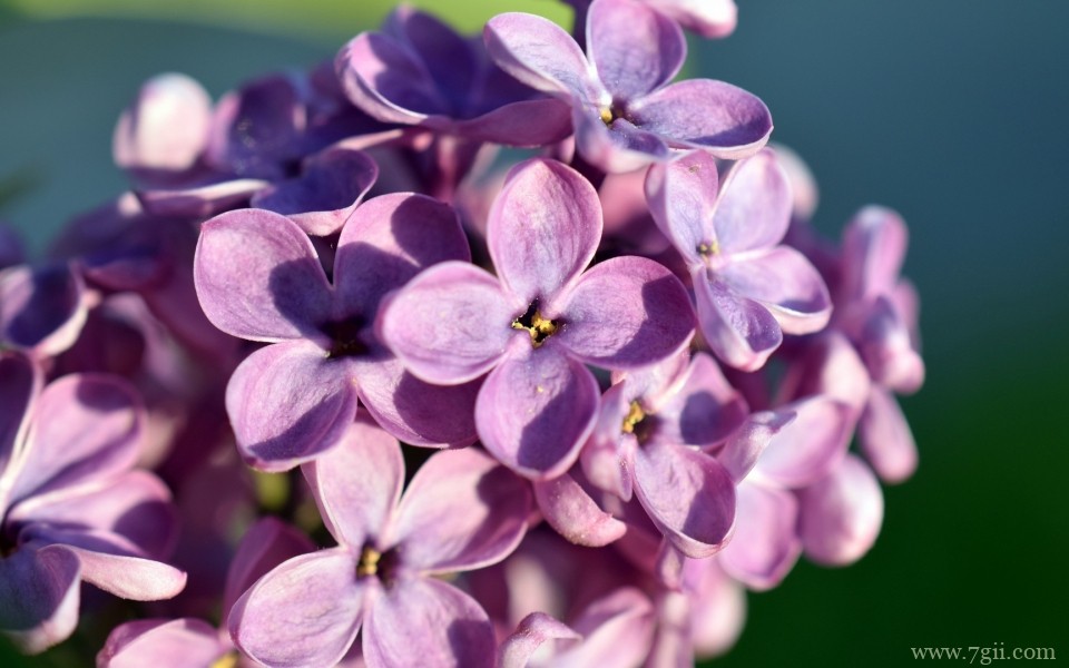 紫色淡雅花卉摄影写真