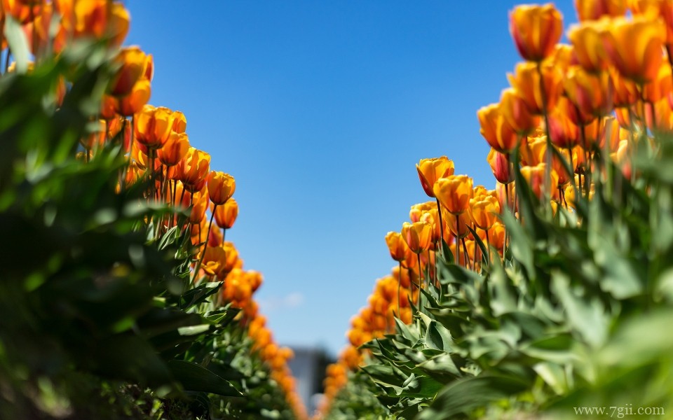 郁金香植物花卉摄影写真