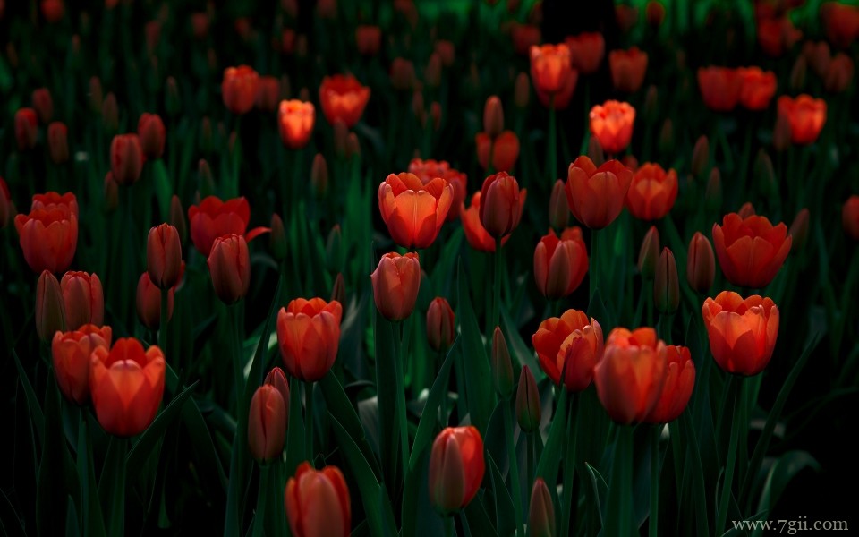 郁金香植物花卉摄影写真
