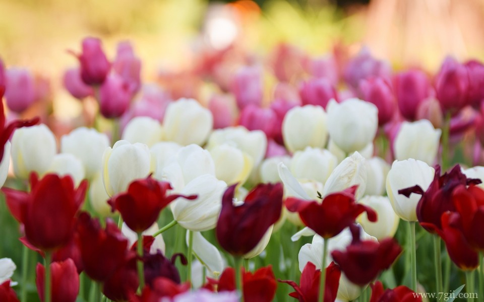 郁金香植物花卉摄影写真