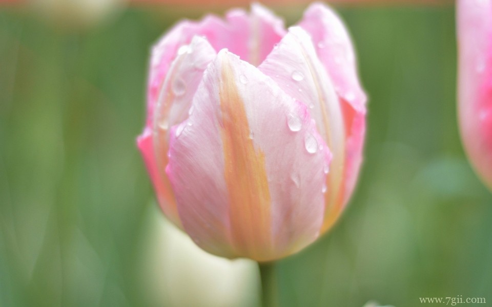 郁金香植物花卉摄影写真