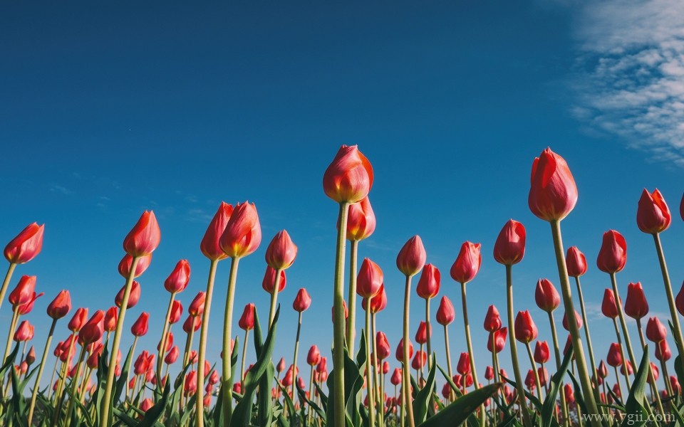 郁金香植物花卉摄影写真