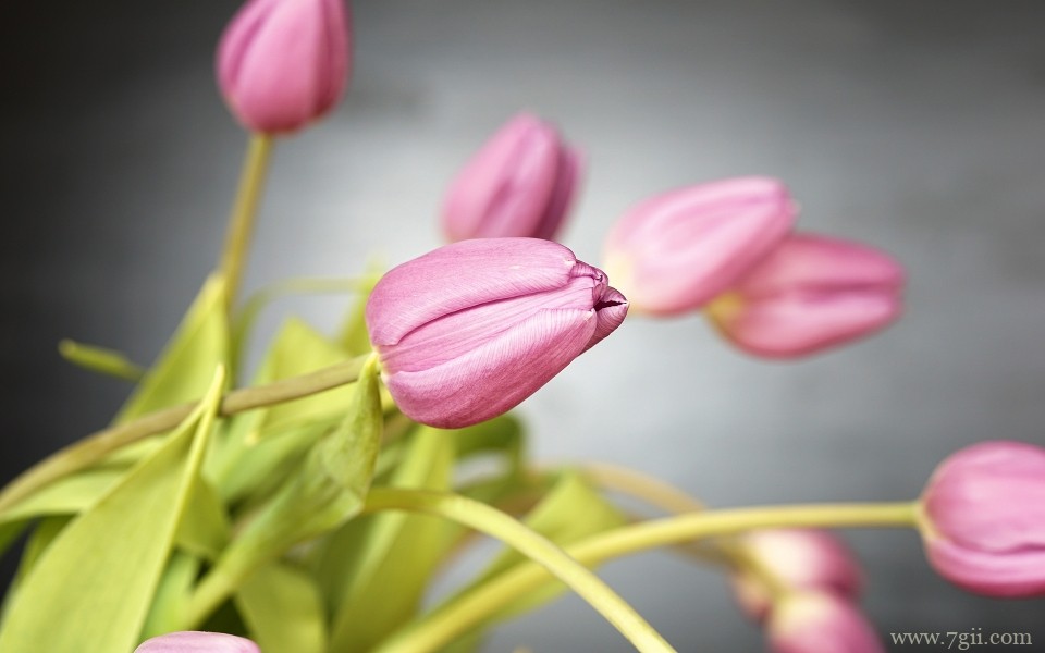 郁金香植物花卉摄影写真