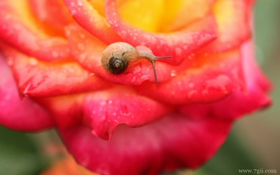 花儿与蜗牛唯美意境摄影写真