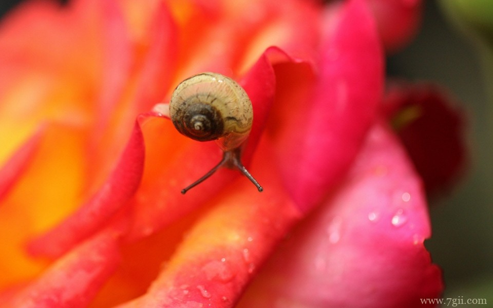 花儿与蜗牛唯美意境摄影写真