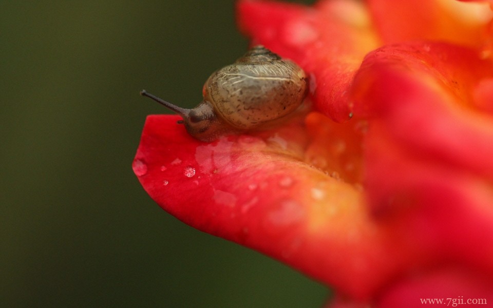 花儿与蜗牛唯美意境摄影写真