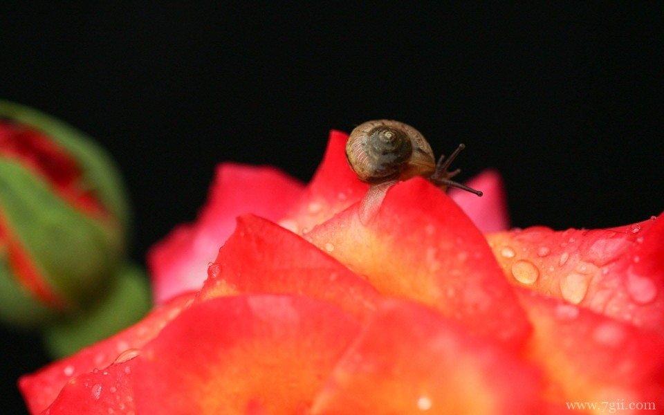 花儿与蜗牛唯美意境摄影写真