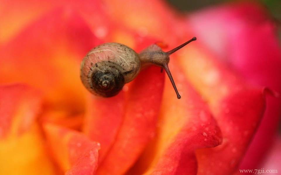 花儿与蜗牛唯美意境摄影写真