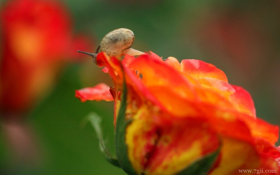花儿与蜗牛唯美意境摄影写真