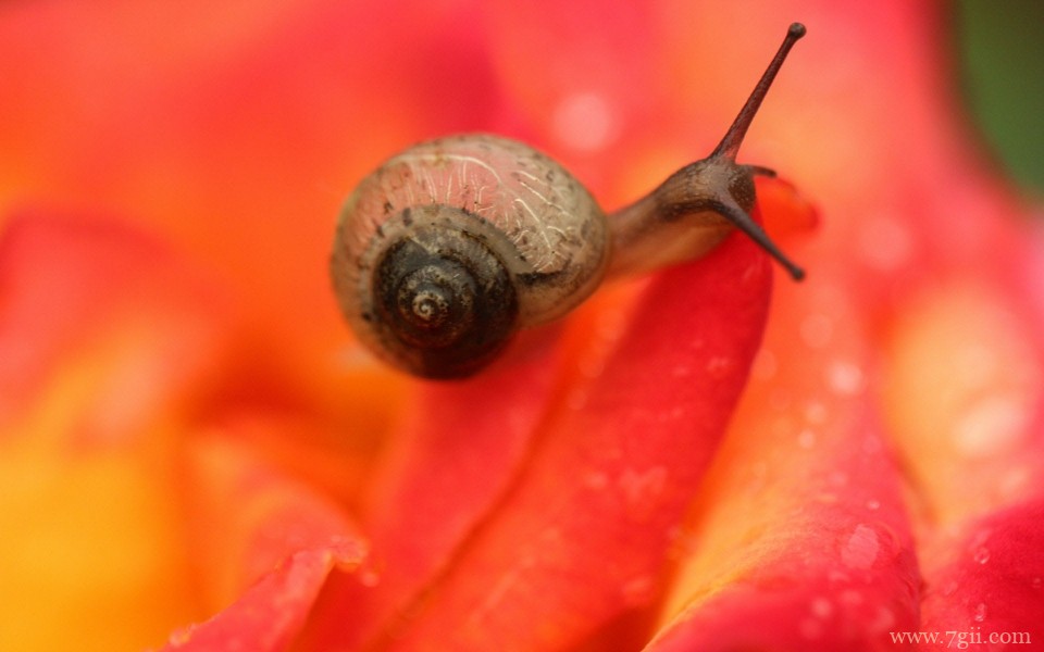 花儿与蜗牛唯美意境摄影写真