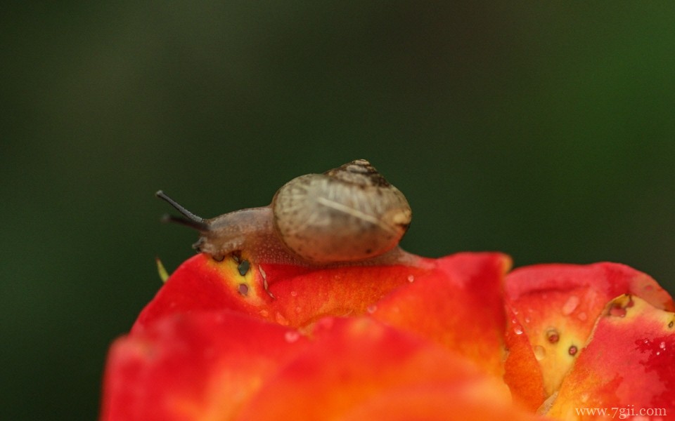 花儿与蜗牛唯美意境摄影写真