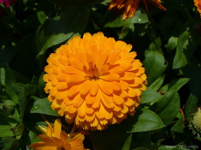 热情洋溢绽放的金盏花摄影写真