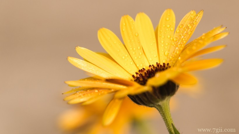 热情洋溢绽放的金盏花摄影写真