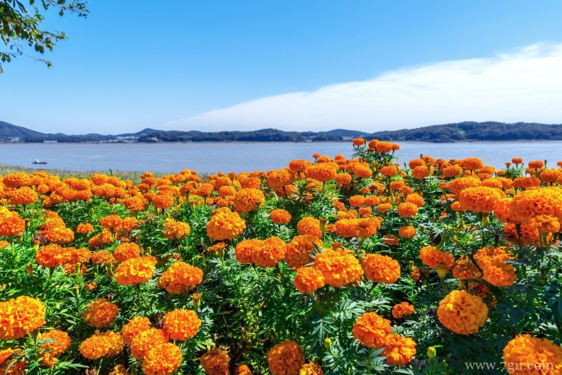 热情洋溢绽放的金盏花摄影写真