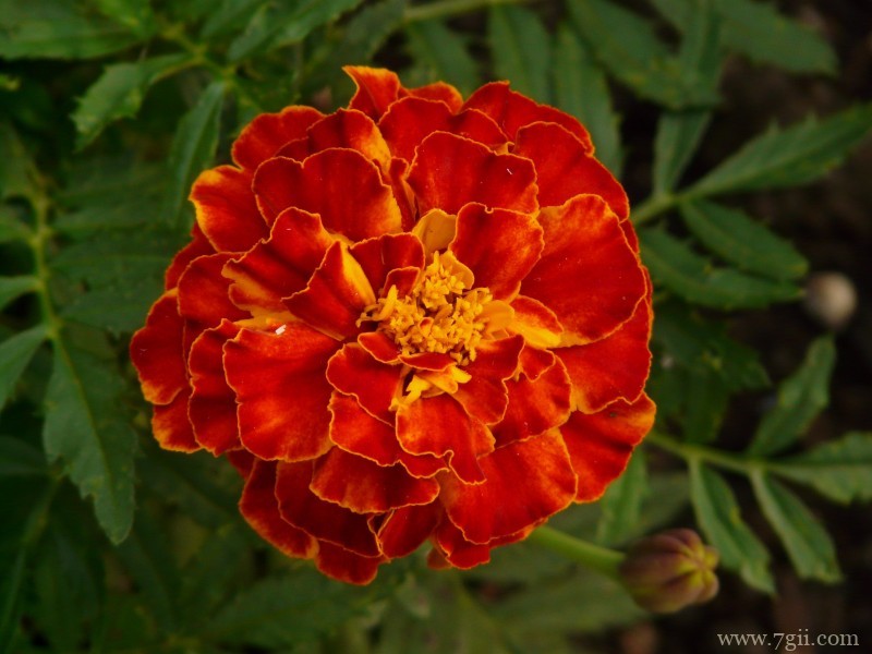 热情洋溢绽放的金盏花摄影写真