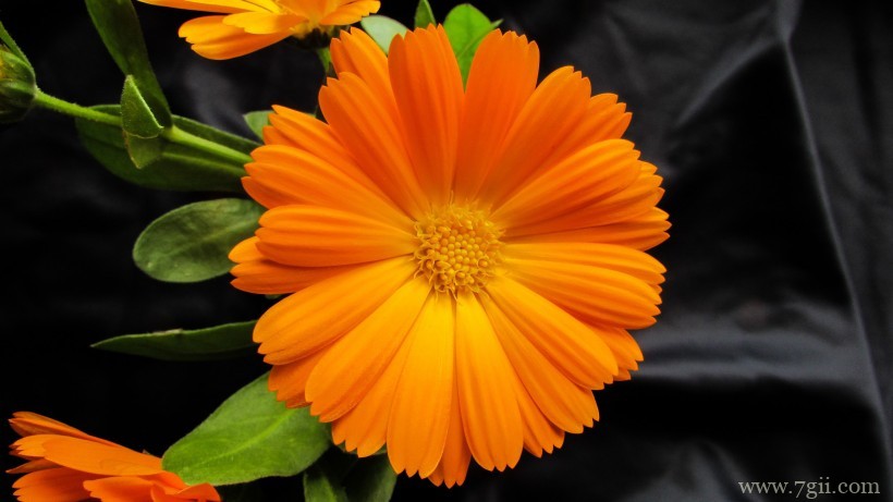 热情洋溢绽放的金盏花摄影写真