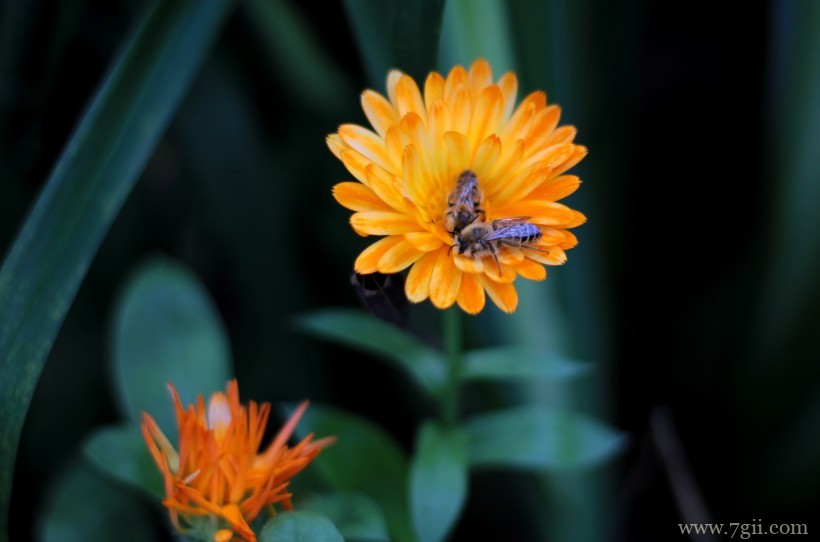 热情洋溢绽放的金盏花摄影写真