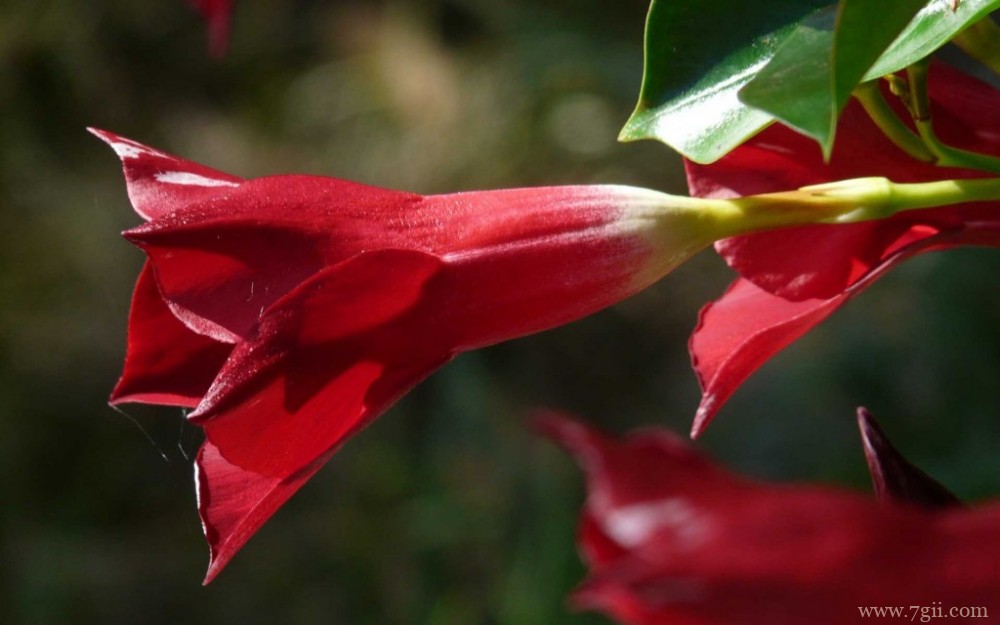 鲜艳唯美的红蝉花摄影写真