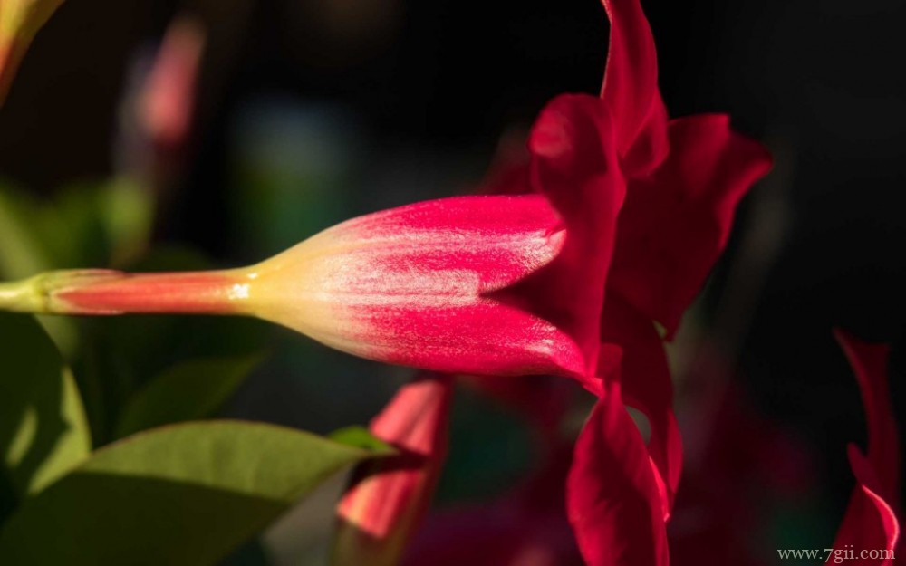 鲜艳唯美的红蝉花摄影写真