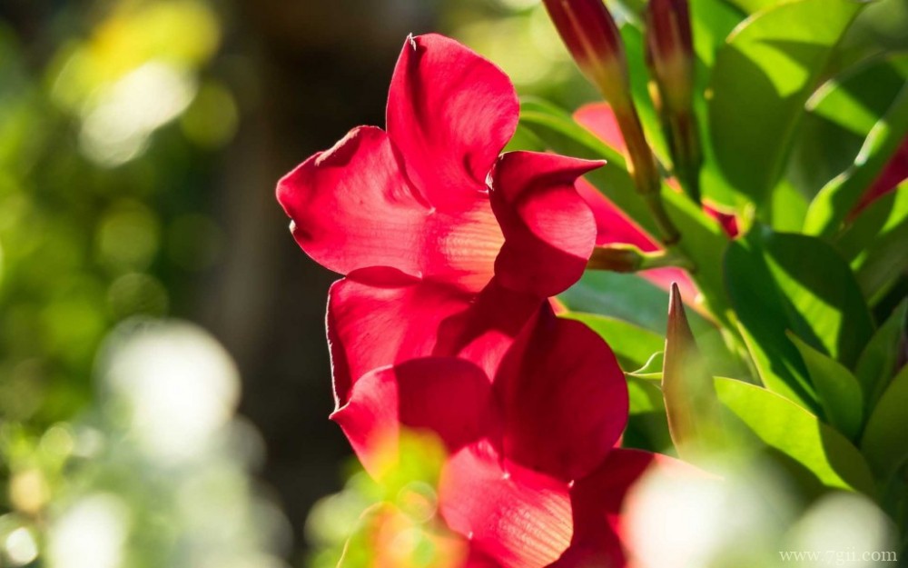 鲜艳唯美的红蝉花摄影写真