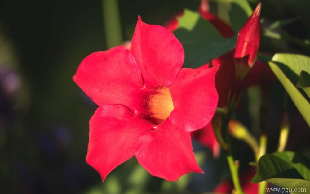 鲜艳唯美的红蝉花摄影写真