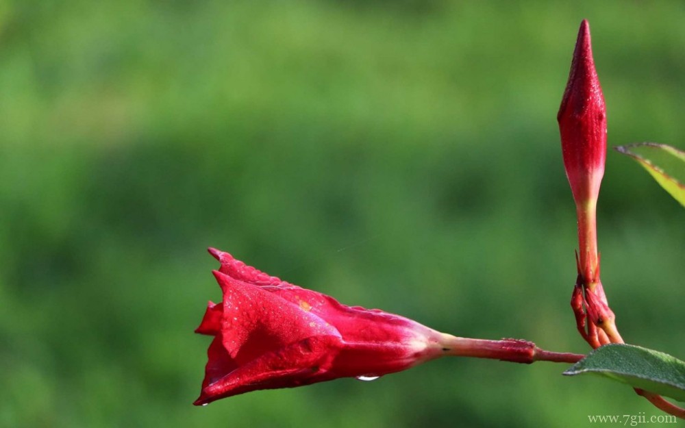 鲜艳唯美的红蝉花摄影写真