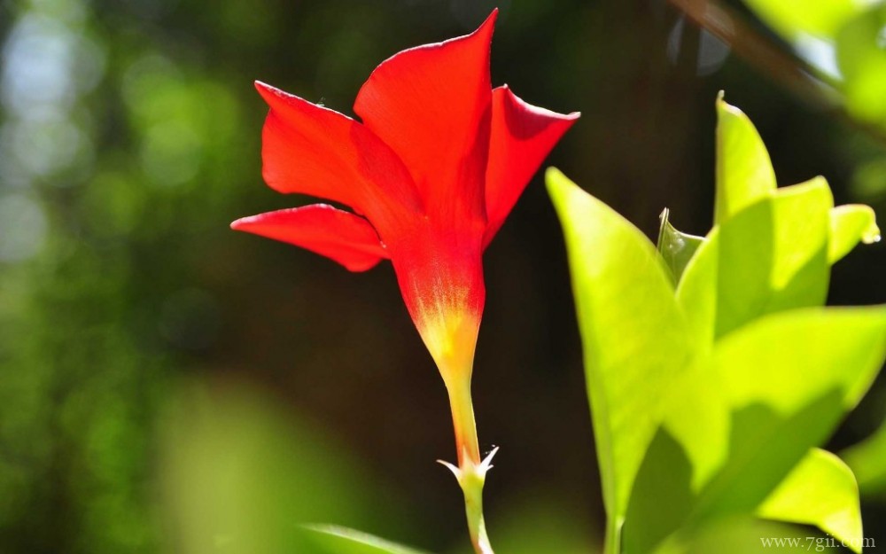 鲜艳唯美的红蝉花摄影写真