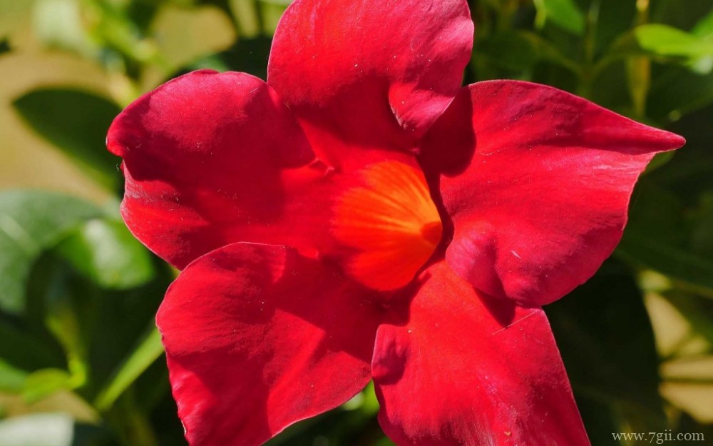 鲜艳唯美的红蝉花摄影写真