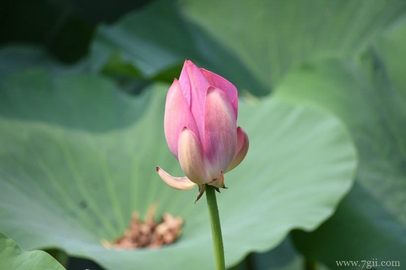 出淤泥而不染高洁荷花摄影写真