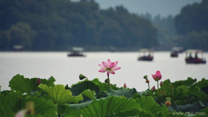 出淤泥而不染高洁荷花摄影写真