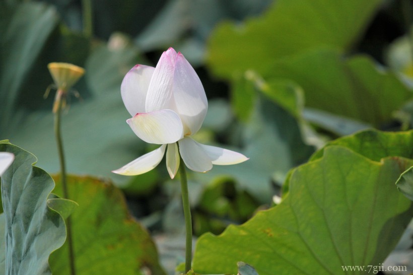 出淤泥而不染高洁荷花摄影写真