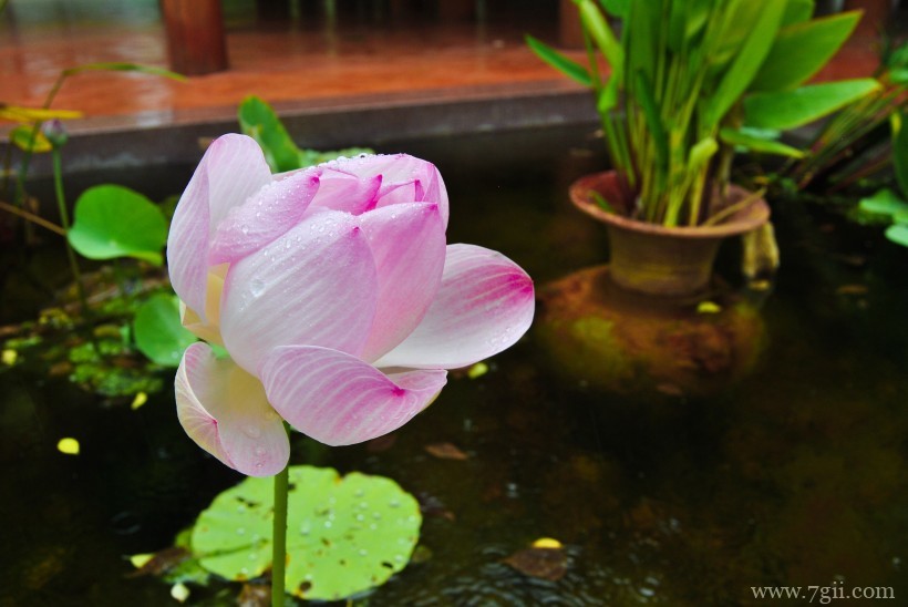 出淤泥而不染高洁荷花摄影写真