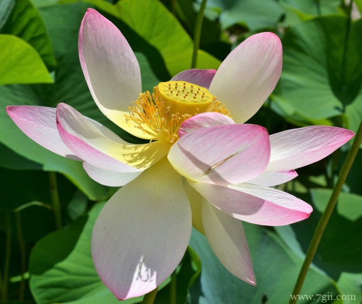 出淤泥而不染高洁荷花摄影写真