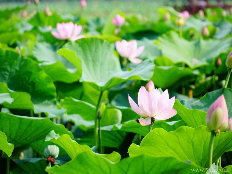 出淤泥而不染高洁荷花摄影写真