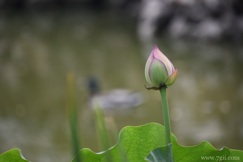 出淤泥而不染高洁荷花摄影写真