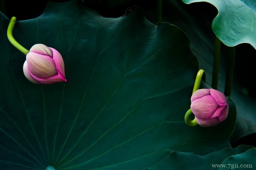 出淤泥而不染高洁荷花摄影写真