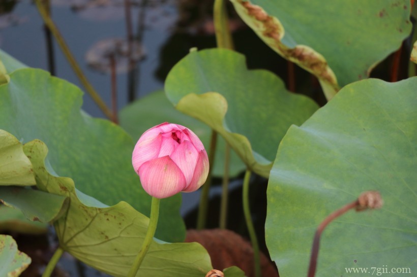 出淤泥而不染高洁荷花摄影写真