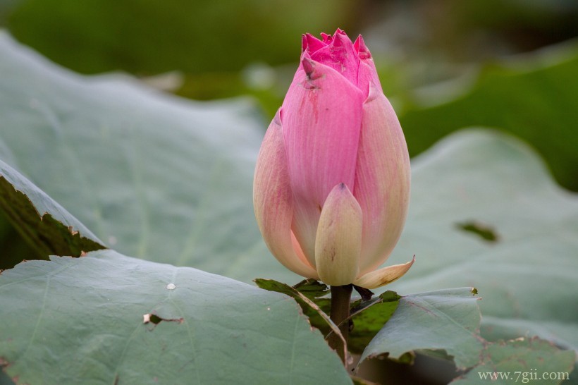 出淤泥而不染高洁荷花摄影写真