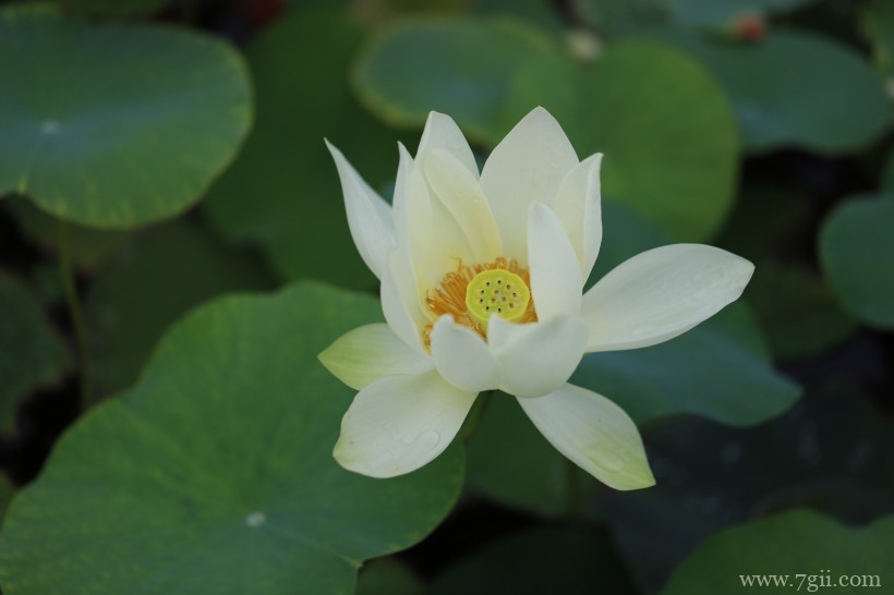 出淤泥而不染高洁荷花摄影写真