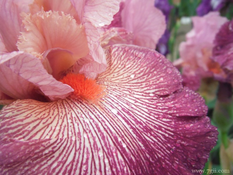 紫色娇俏的鸢尾花摄影写真