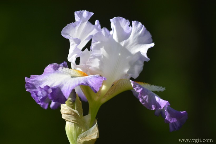 紫色娇俏的鸢尾花摄影写真