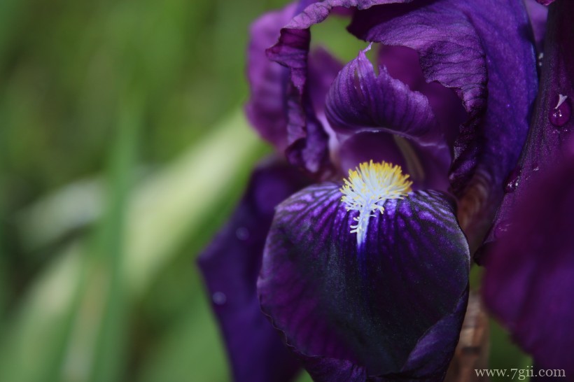 紫色娇俏的鸢尾花摄影写真
