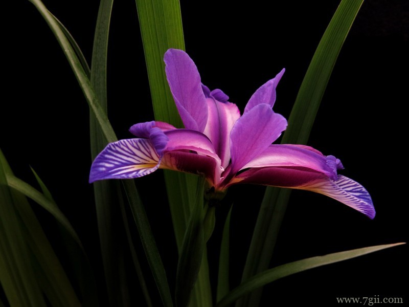 紫色娇俏的鸢尾花摄影写真